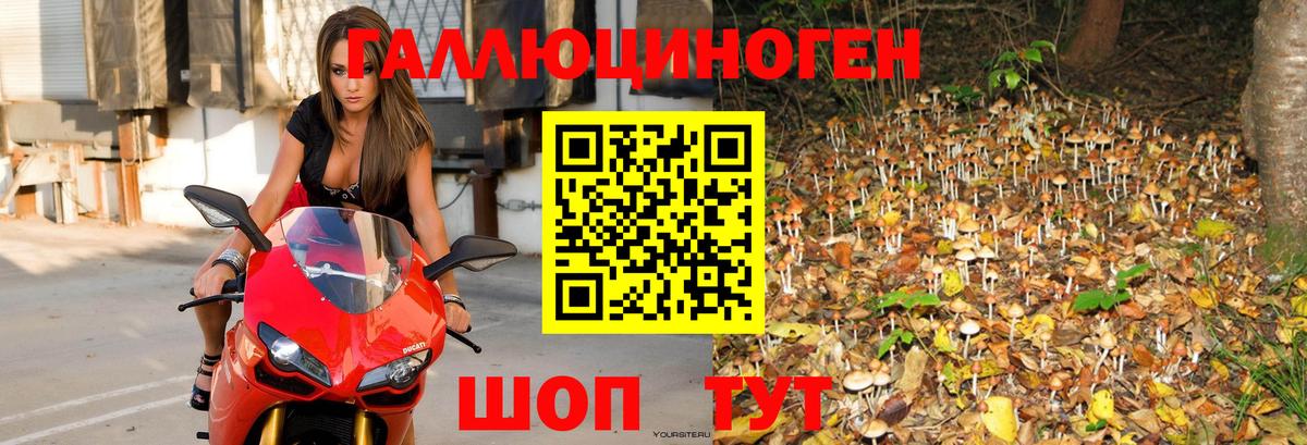 Галлюциногенные грибы Psilocybe Камень-на-Оби